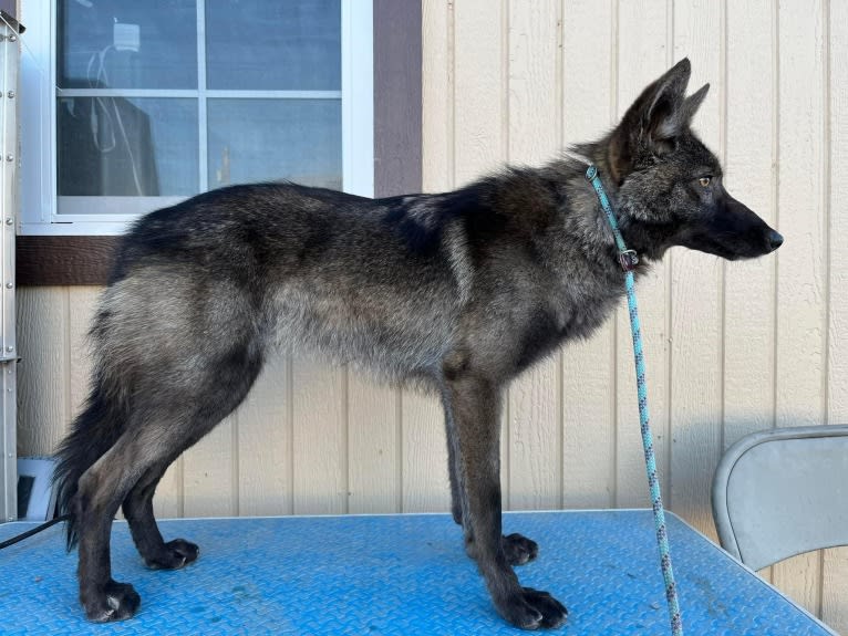 Sketti Spaghetti, a Coyote and Border Collie mix tested with EmbarkVet.com