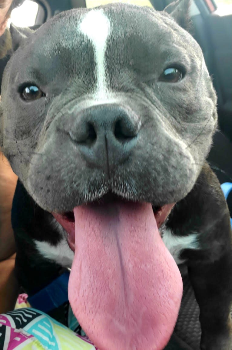 Lucas, an American Bully tested with EmbarkVet.com