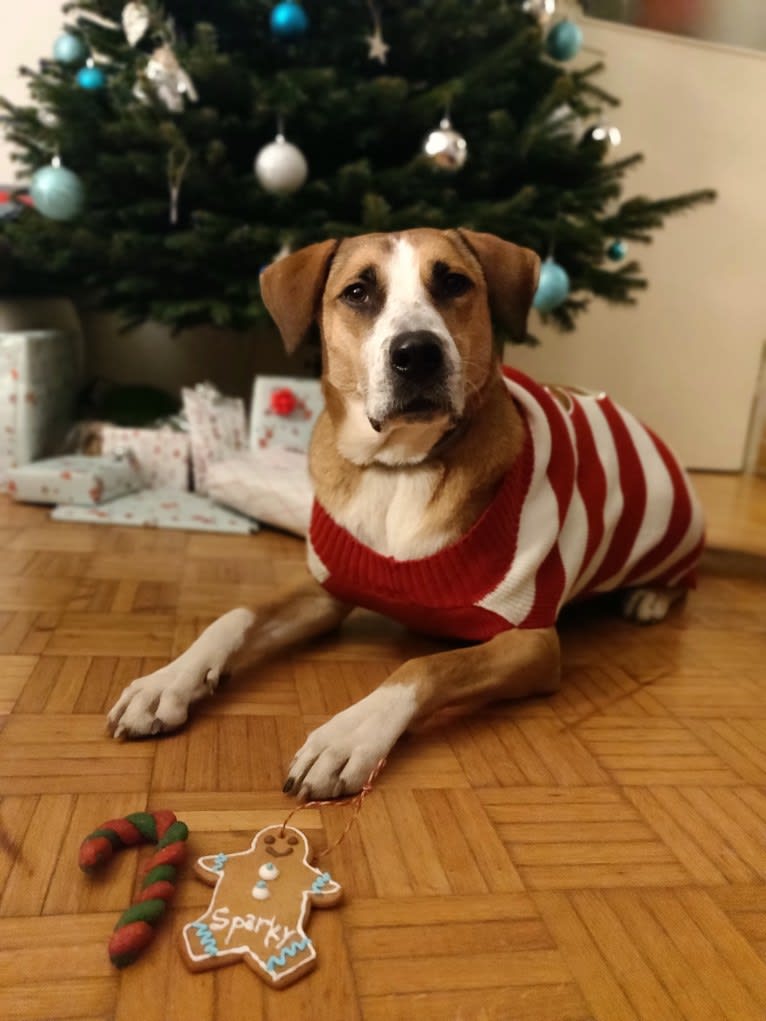 Sparky, an American Pit Bull Terrier and Collie mix tested with EmbarkVet.com