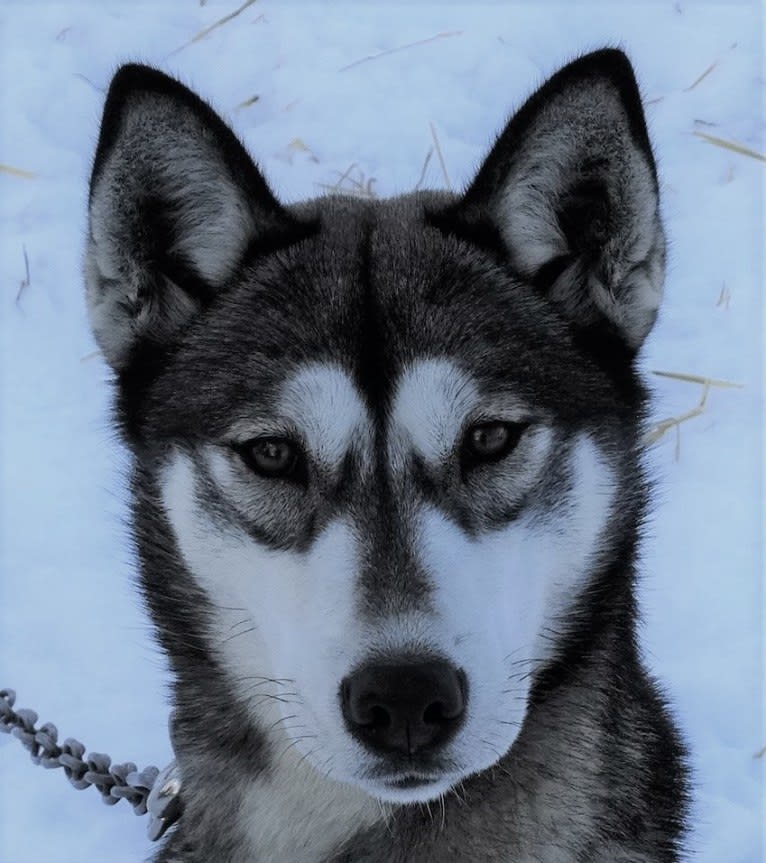 Hilaria, a Siberian Husky tested with EmbarkVet.com
