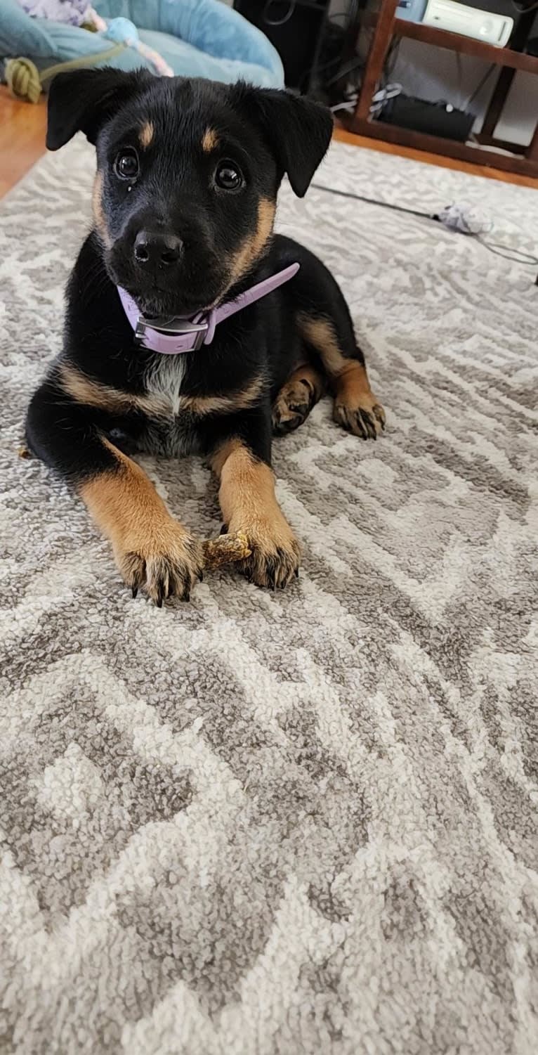 Tali'Zorah, an Australian Cattle Dog and Siberian Husky mix tested with EmbarkVet.com