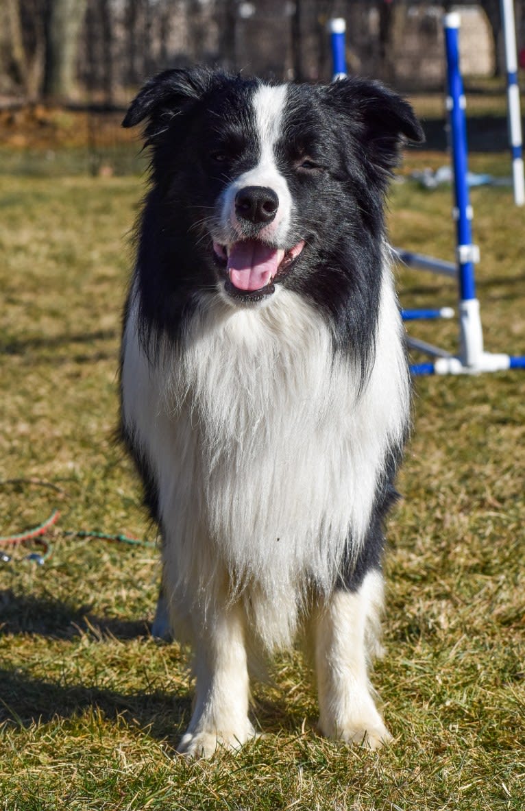 Bohdi, a Border Collie tested with EmbarkVet.com