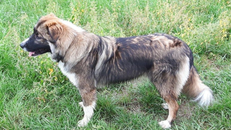 Fynn, a Border Collie and German Shepherd Dog mix tested with EmbarkVet.com