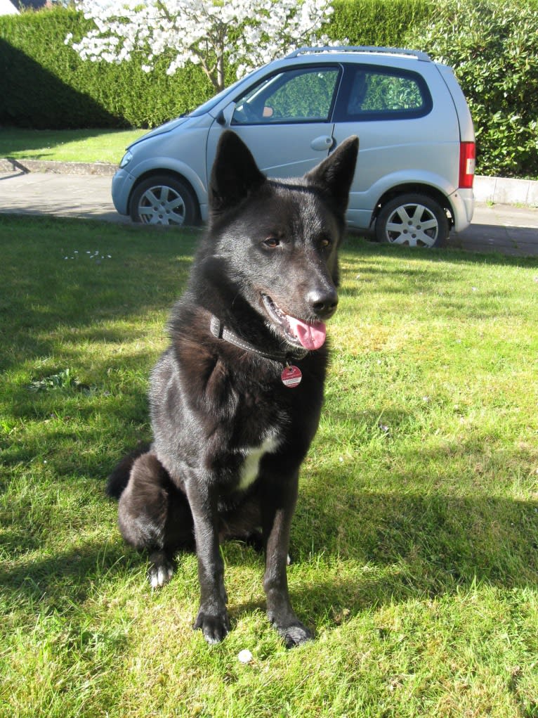 Strolch, a Canaan Dog tested with EmbarkVet.com