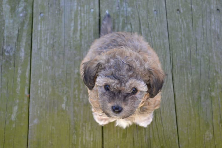 Photo of Opee, a Poodle (Small) and Chihuahua mix in St Helena Island, South Carolina, USA
