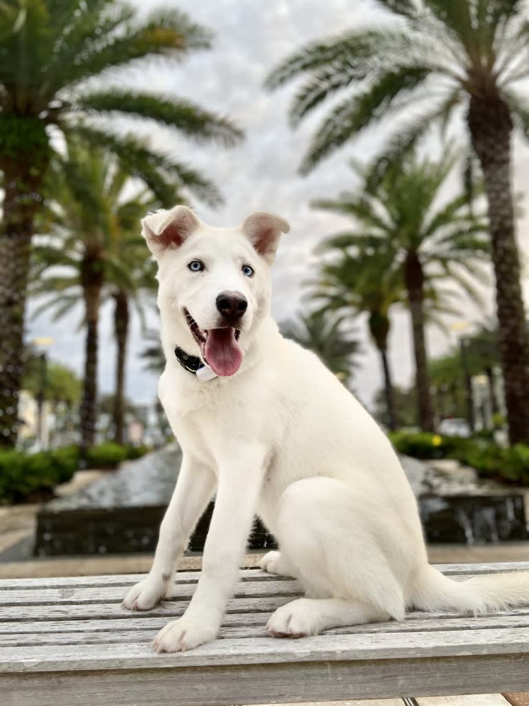Dash, a Gerberian Shepsky (12.7% unresolved) tested with EmbarkVet.com