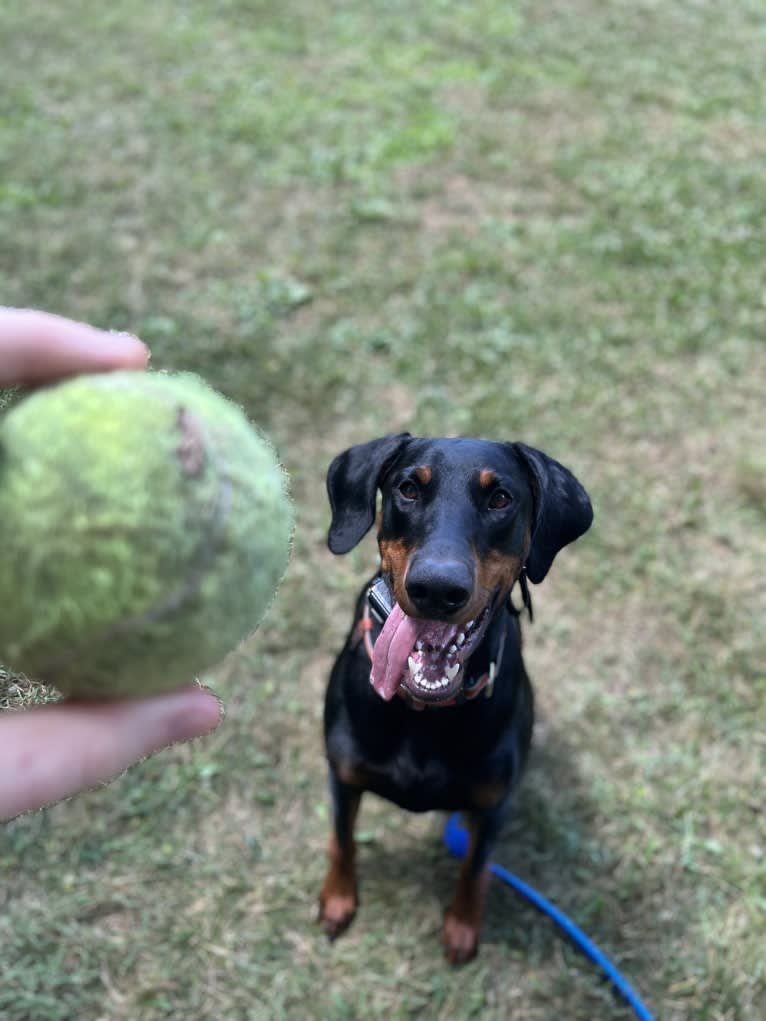 Arlo, a Doberman Pinscher tested with EmbarkVet.com