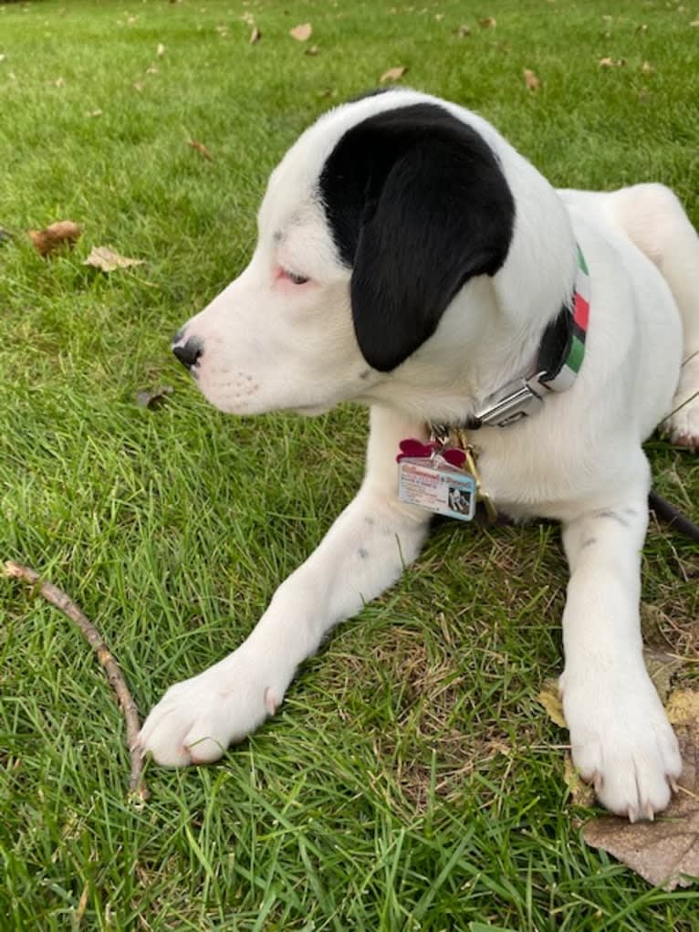 RIVER, a Great Pyrenees and Boxer mix tested with EmbarkVet.com