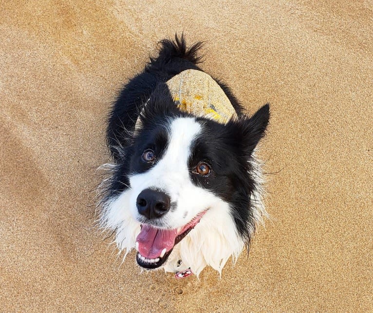 Kida, a Border Collie tested with EmbarkVet.com