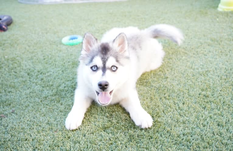 Daisy, a Pomeranian and Siberian Husky mix tested with EmbarkVet.com