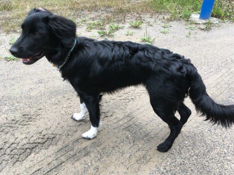 Aloe Vera, a Rottweiler and Border Collie mix tested with EmbarkVet.com