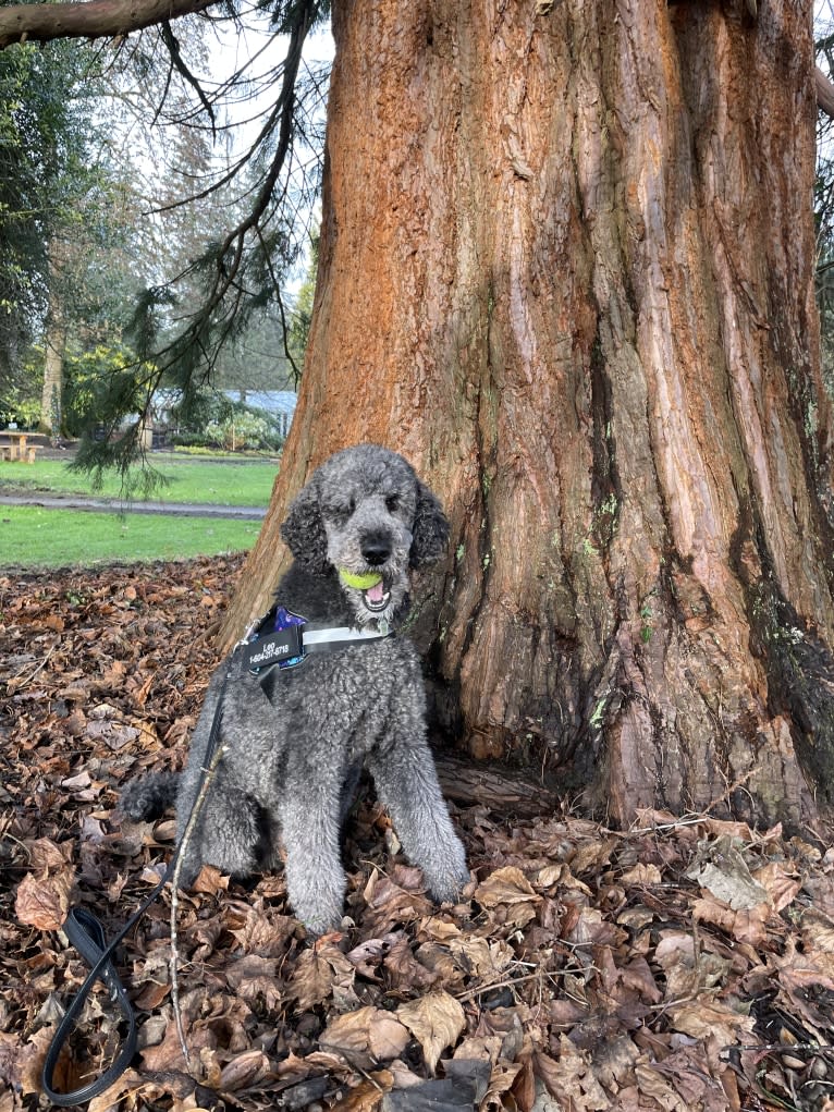 Leo, a Poodle (Standard) tested with EmbarkVet.com