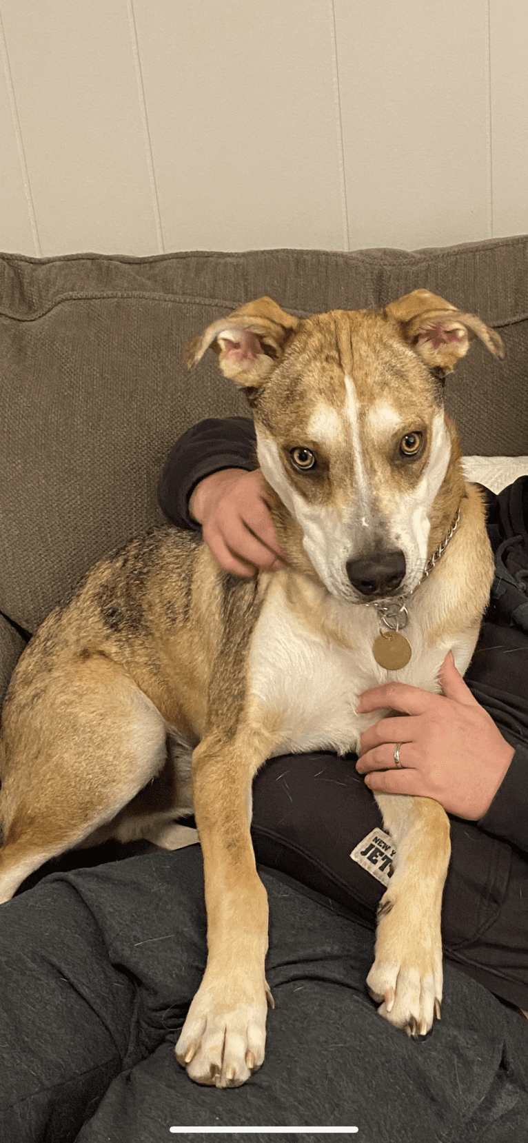 Beau, a Siberian Husky and American Bulldog mix tested with EmbarkVet.com