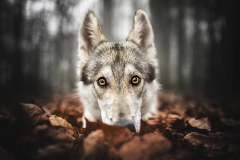 Nova, an Alaskan-type Husky and German Shepherd Dog mix tested with EmbarkVet.com