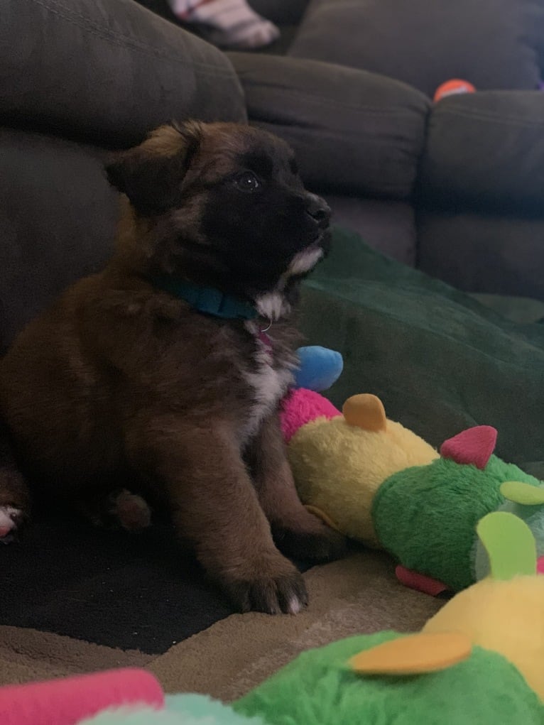 Diego, a Mastiff and German Shepherd Dog mix tested with EmbarkVet.com