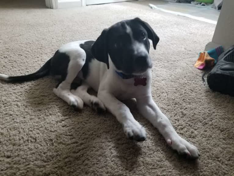 PATIENCE, a Labrador Retriever and American Pit Bull Terrier mix tested with EmbarkVet.com