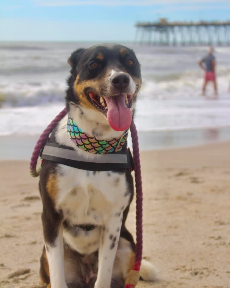 Gypsy, a Siberian Husky and American Pit Bull Terrier mix tested with EmbarkVet.com