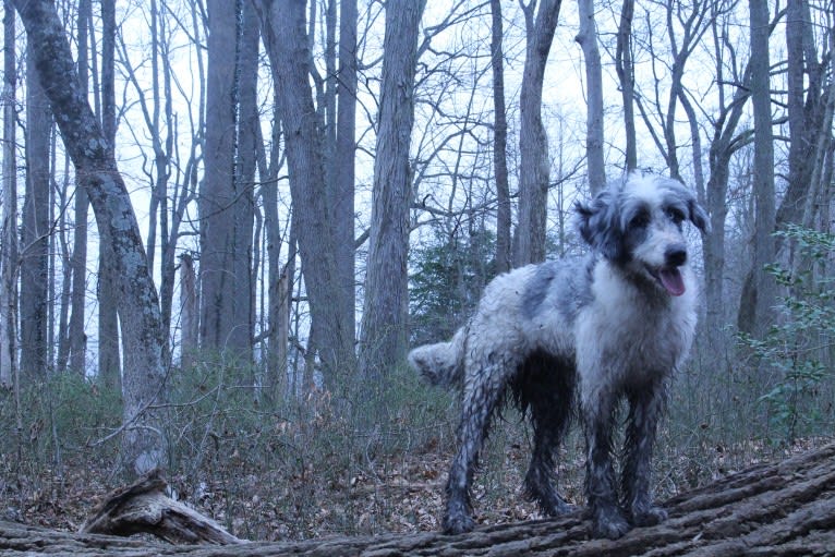Funfetti, a Poodle (Standard) and Australian Shepherd mix tested with EmbarkVet.com