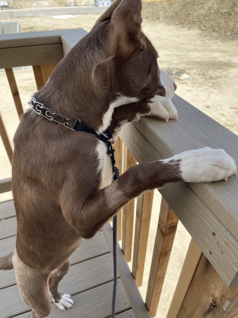 Sabine, a Siberian Husky and American Pit Bull Terrier mix tested with EmbarkVet.com