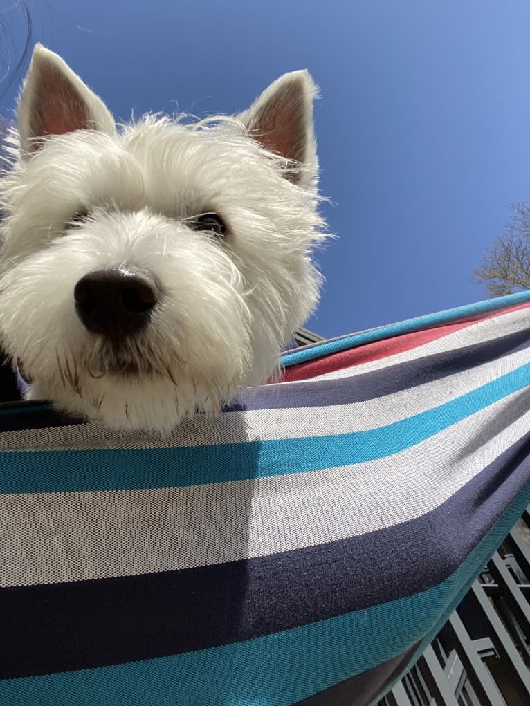 Ding Ding, a West Highland White Terrier tested with EmbarkVet.com