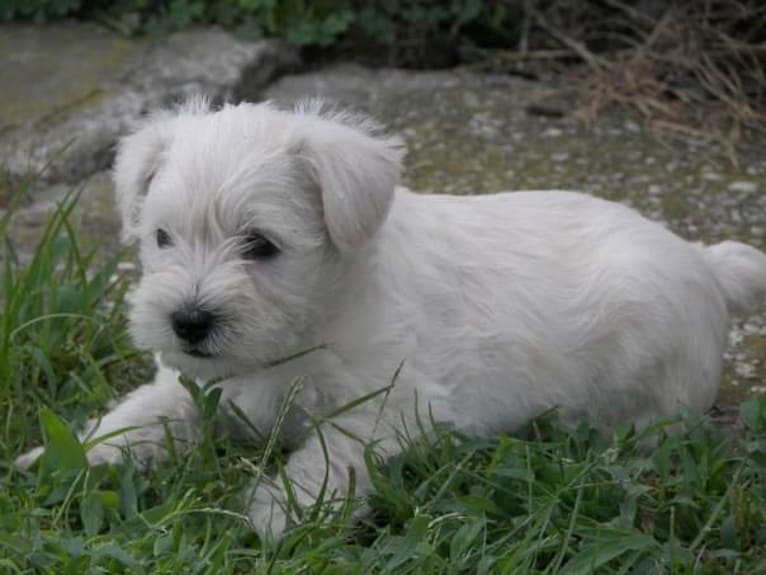 Sailor, a Miniature Schnauzer tested with EmbarkVet.com