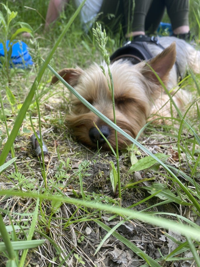 Remington, a Silky Terrier tested with EmbarkVet.com