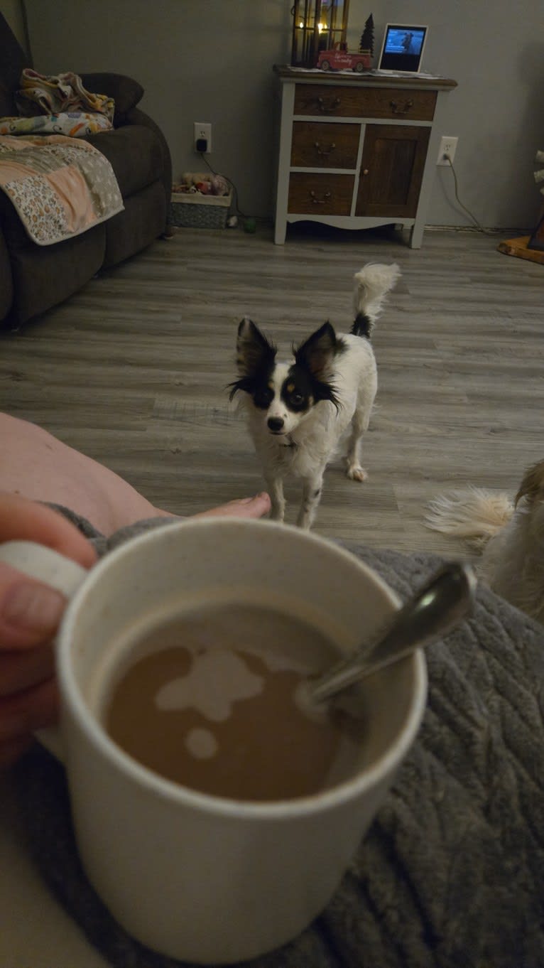Shelby, a Papillon tested with EmbarkVet.com