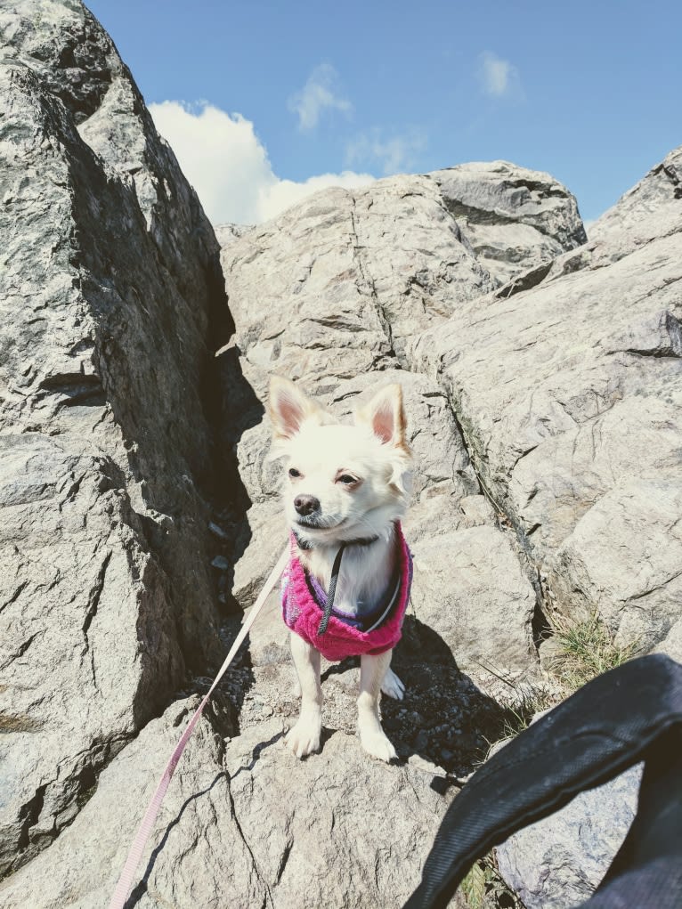Daisy, a Chihuahua tested with EmbarkVet.com