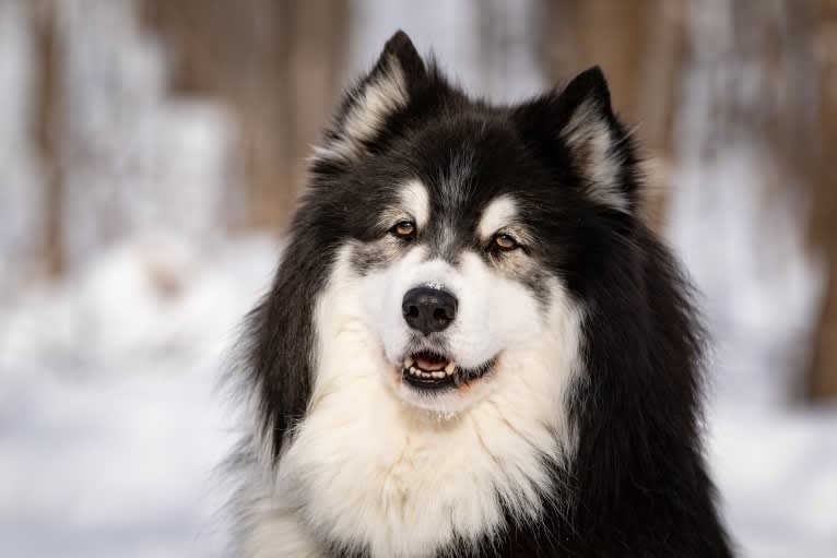 Nuvik, a Siberian Husky and Samoyed mix tested with EmbarkVet.com