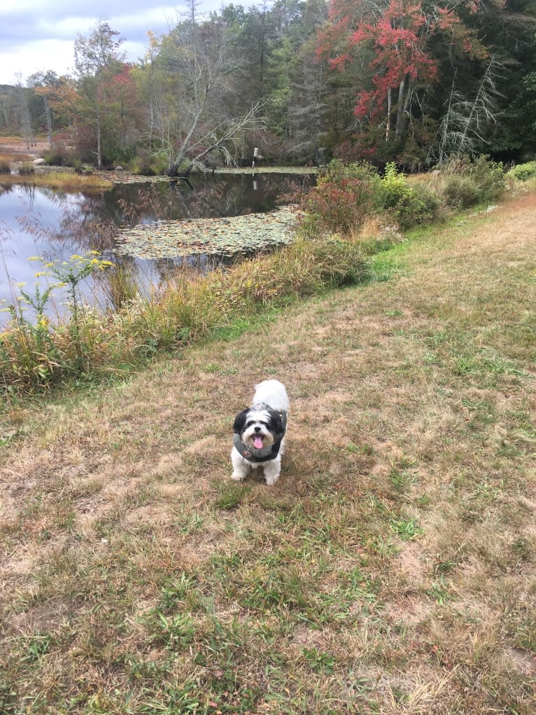 Obi, a Papillon and Shih Tzu mix tested with EmbarkVet.com