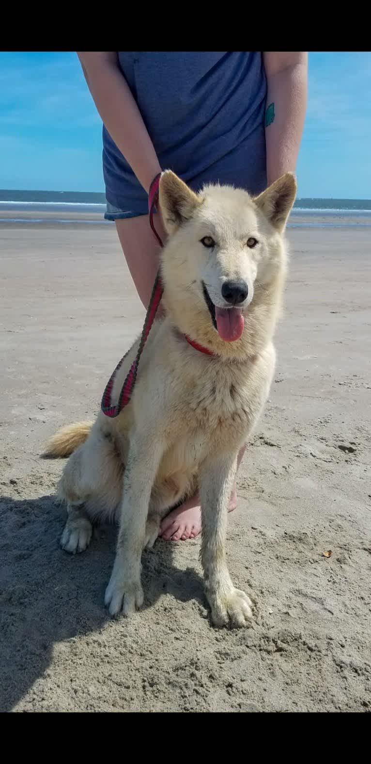 Momo a dog tested with EmbarkVet.com