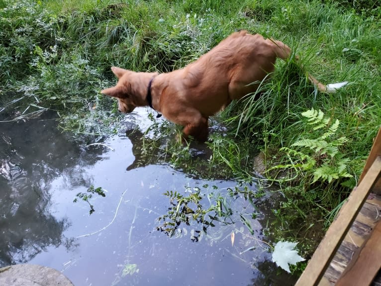 Antosha, an Arabian Village Dog tested with EmbarkVet.com