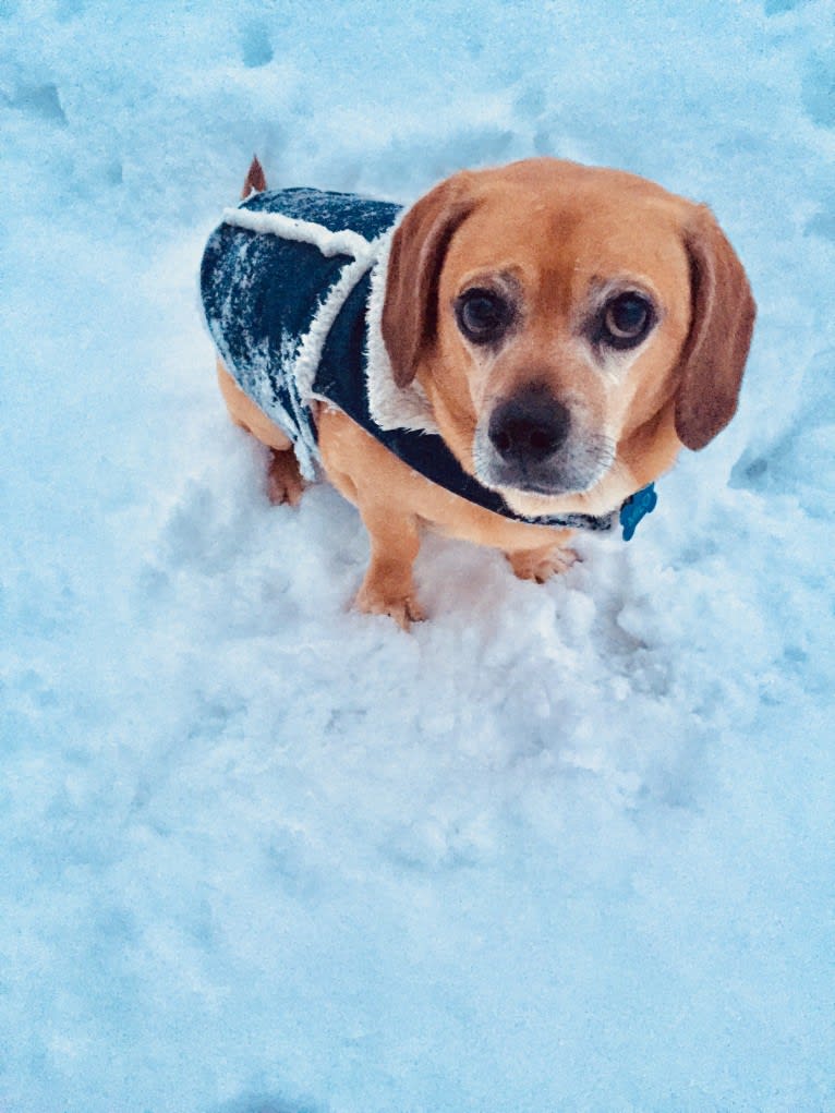 Milo, a Puggle tested with EmbarkVet.com