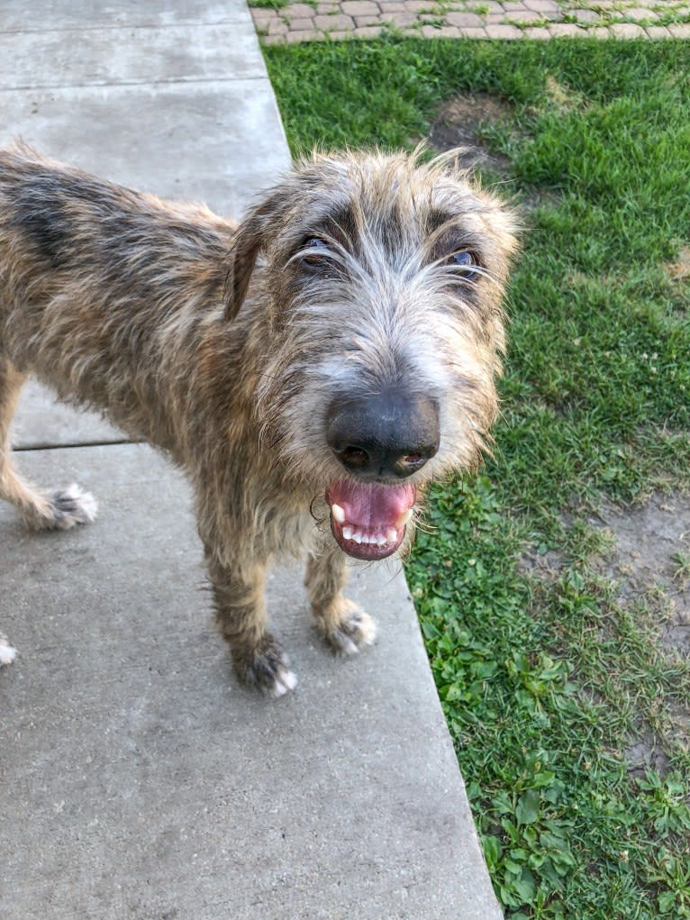 Beatrice, an Irish Wolfhound tested with EmbarkVet.com