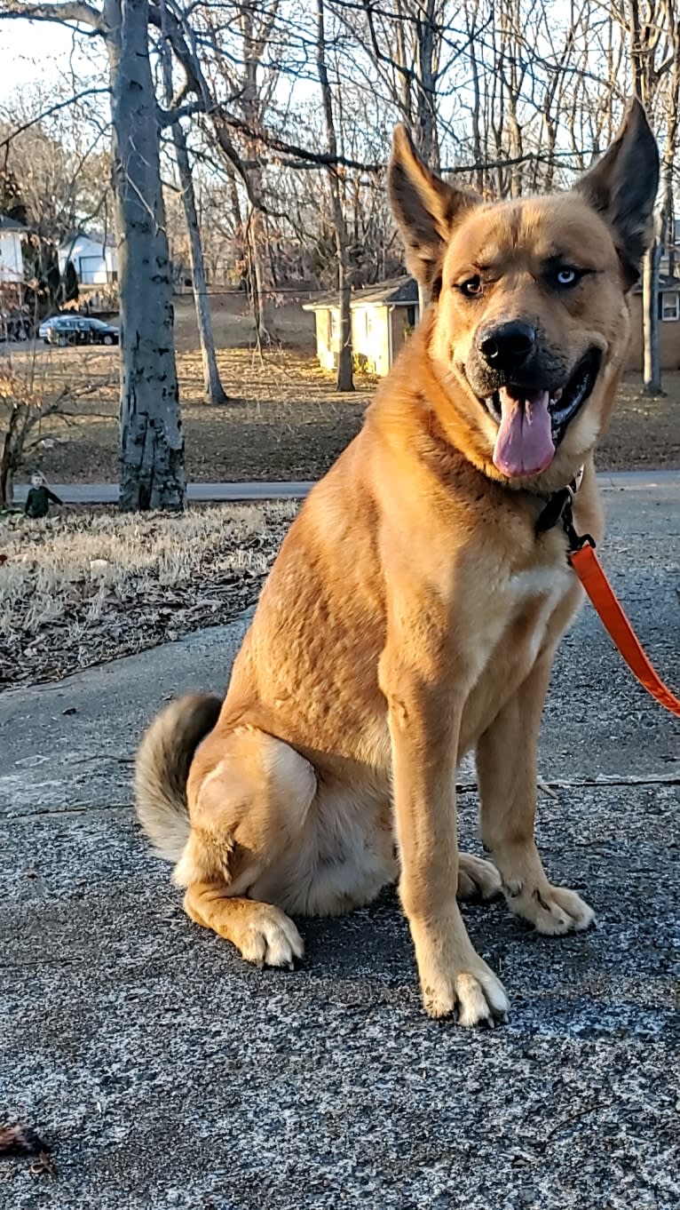 Canyon, a Siberian Husky and Saint Bernard mix tested with EmbarkVet.com