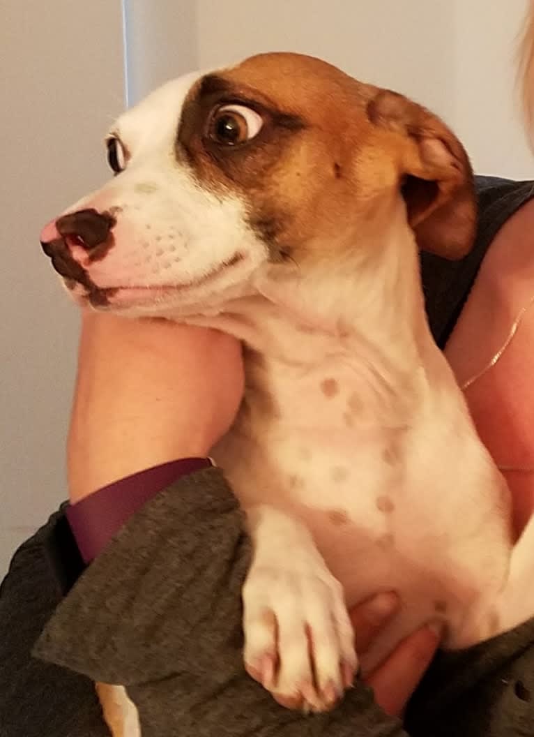 Klaus, an American Pit Bull Terrier and Chihuahua mix tested with EmbarkVet.com