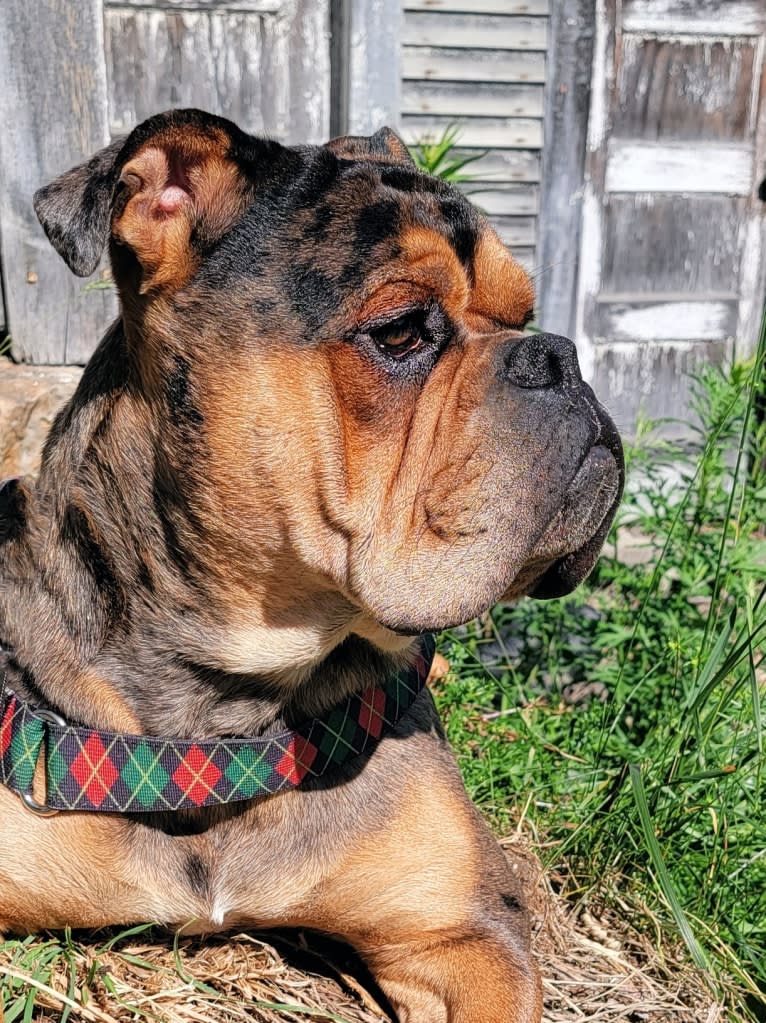 Vinny, an Olde English Bulldogge tested with EmbarkVet.com