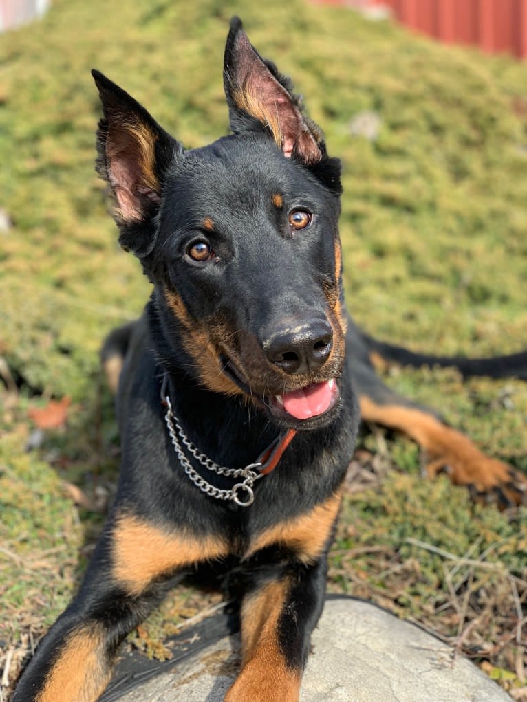 Ragar, a Beauceron tested with EmbarkVet.com