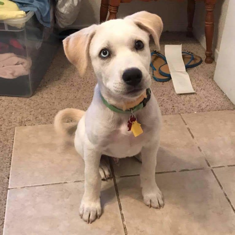 Vash the Stampede, a Siberian Husky and Bluetick Coonhound mix tested with EmbarkVet.com