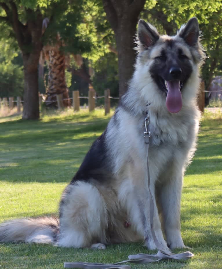 Yuno, a German Shepherd Dog tested with EmbarkVet.com