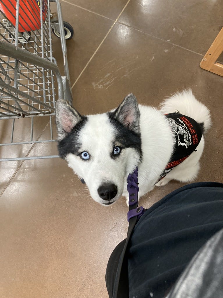 Yukon “Bold Faith’s White Water River”, a Yakutian Laika and Siberian Husky mix tested with EmbarkVet.com