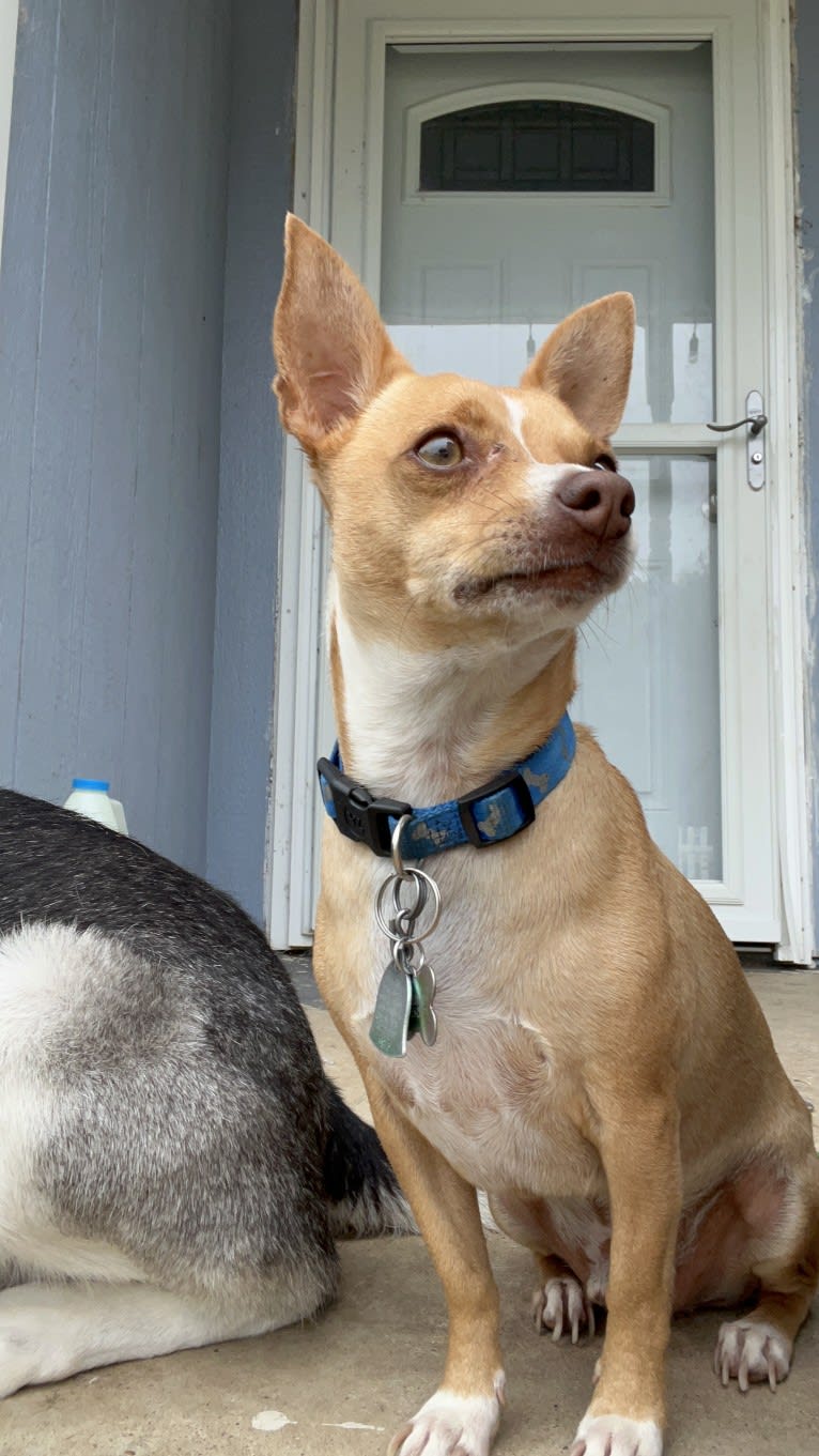 Nutnut, a Chihuahua and Rat Terrier mix tested with EmbarkVet.com