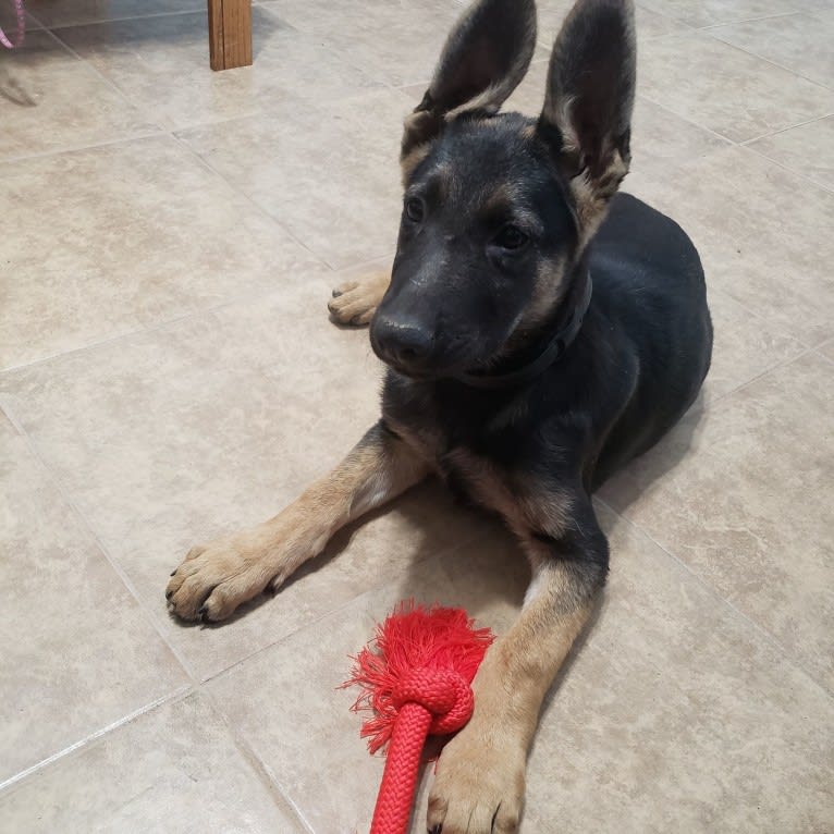 Hamlet, a German Shepherd Dog and Siberian Husky mix tested with EmbarkVet.com