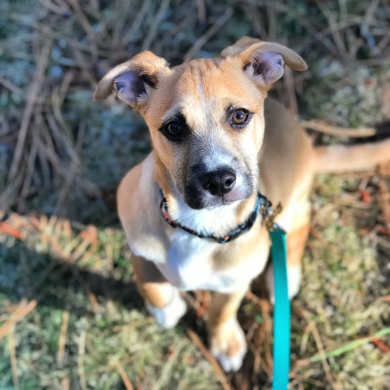 Kobe, a Chihuahua and American Pit Bull Terrier mix tested with EmbarkVet.com