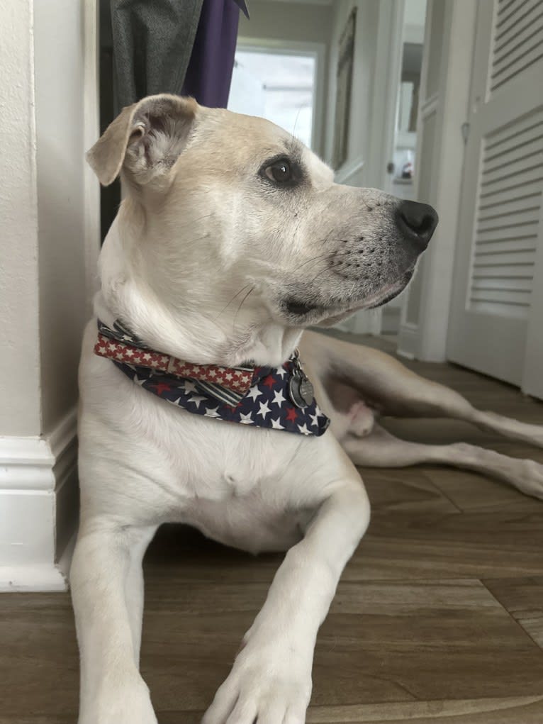 Murray Potatoes, an American Pit Bull Terrier and Chow Chow mix tested with EmbarkVet.com