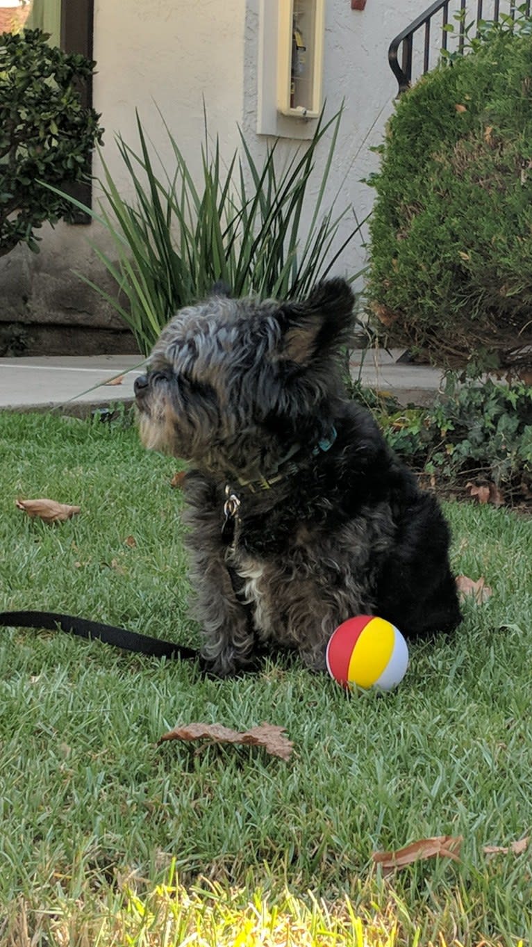 Auzzie, a Pug and Chihuahua mix tested with EmbarkVet.com