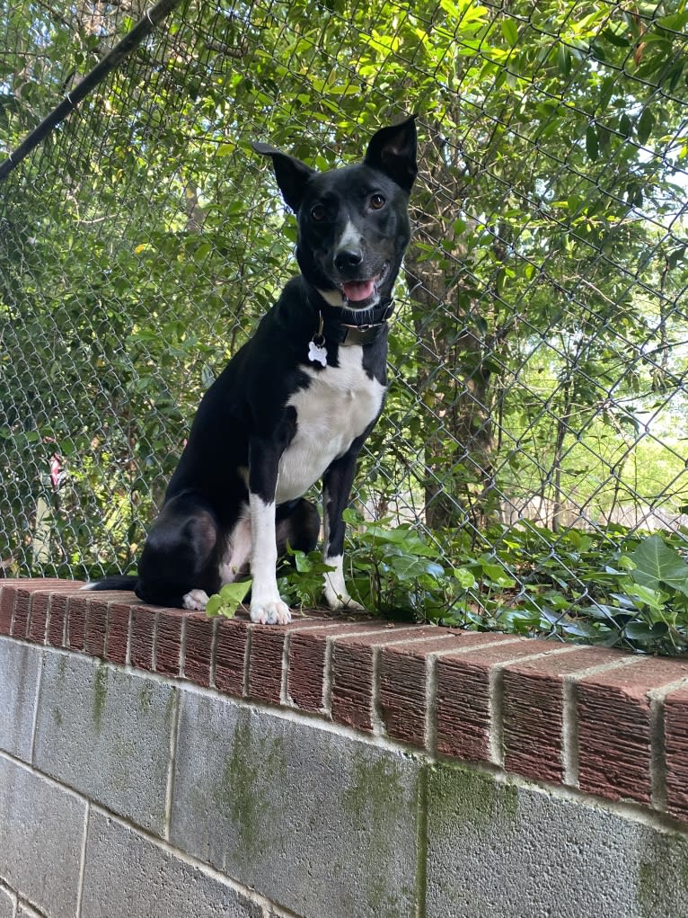 Callie, an American Pit Bull Terrier and Siberian Husky mix tested with EmbarkVet.com