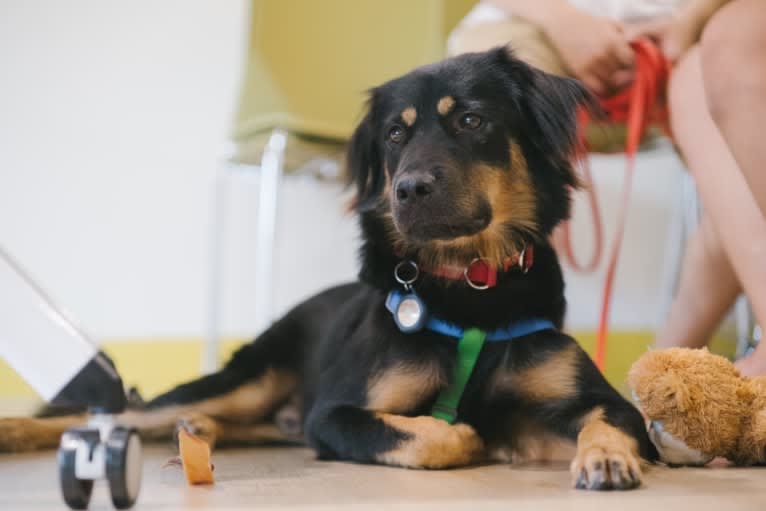 Maro, a Formosan Mountain Dog tested with EmbarkVet.com