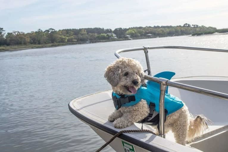 Opee, a Poodle (Small) and Chihuahua mix tested with EmbarkVet.com