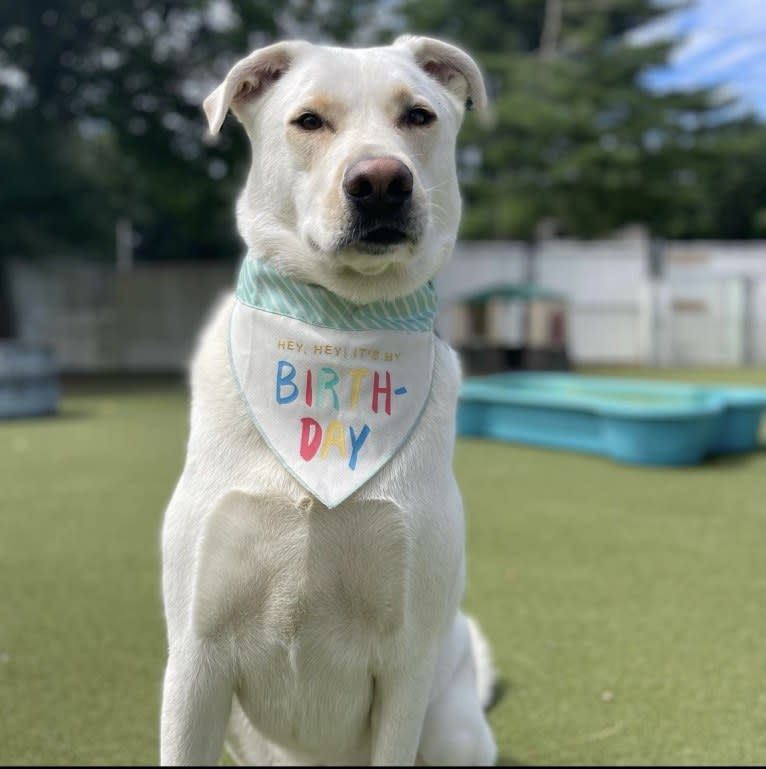 Colt, a Siberian Husky and American Bulldog mix tested with EmbarkVet.com